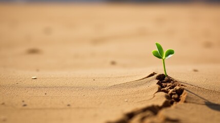 A single green sprout plant growing in the desert standing for ecology environment and climate change concept and danger of global warming devastating consequenses  - obrazy, fototapety, plakaty