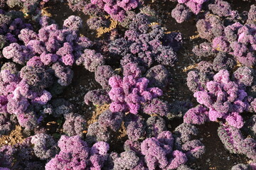 赤紫色の葉ボタン