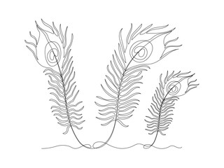Obraz premium Abstract peacock three feathers, continuous single line art drawing