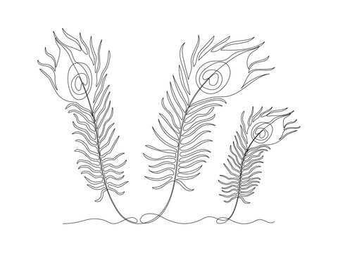Abstract peacock three feathers, continuous single line art drawing