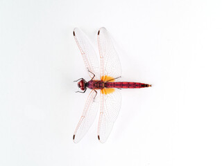 Dragonfly on a white background. Violet Dropwing. Trithemis annulata