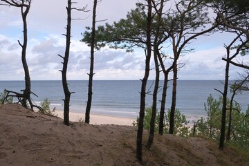 Fototapeta na wymiar Autumn scenery on Hel Penisula with pines around beach of Baltic Sea, Pomerania, Poland