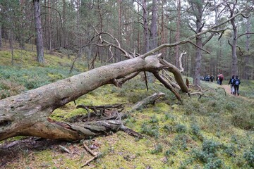 Fallen dry tree and silhouettes of walking people on path in forest on background on Hel Penisula in autumn scenery. Pomerania, Poland
