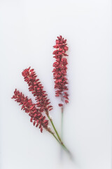 Rote Blumen schwimmen in einem Milchbad. Konzeptuelle Fotografie. Spa, Körperpflege und Kosmetik