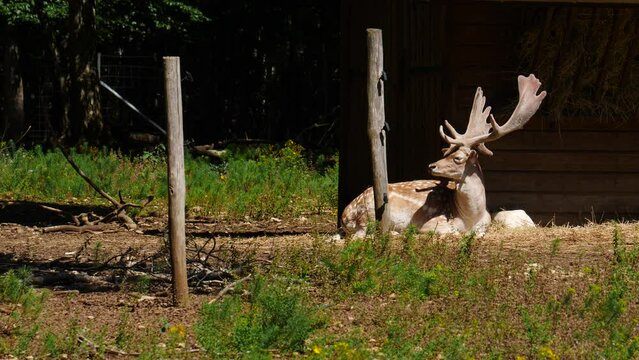 Fallow deer buck in natural environment. Vision Park in Auberive region, France. Slow motion