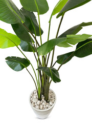 plant in a pot on Transparent Background
