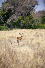 Naklejka na ściany i meble impala in the savannah at Kruger National Park South Africa