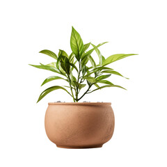 plant in a pot isolated on transparent background Remove png, Clipping Path - obrazy, fototapety, plakaty