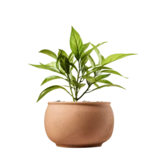 Plexiglas foto achterwand plant in a pot isolated on transparent background Remove png, Clipping Path © Vector Nazmul