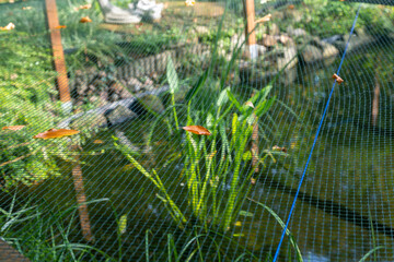 Netz zum Schutz vor Vögel und Blätter im Herbst