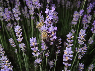 bee and lavender flowers in the garden