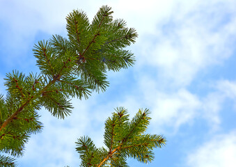 Wonderful fresh green pine spruce branch, clear blue sky