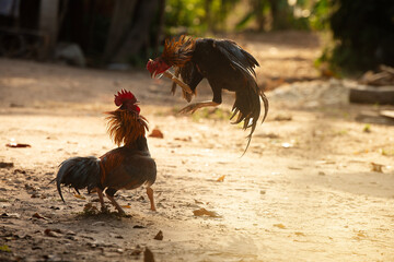 
Thai cock fighting fiercely, trained rooster for gamecock - obrazy, fototapety, plakaty