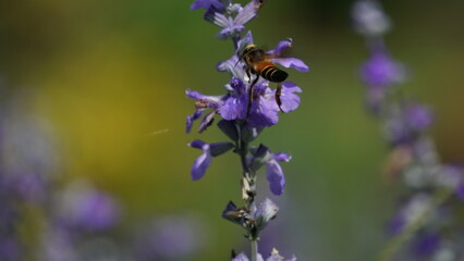 The process of pollination: Bee on lavender