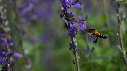 Bee's intimate moment with a closing lavender