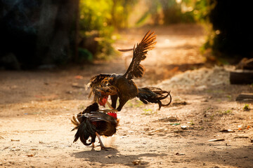 
Thai cock fighting fiercely, trained rooster for gamecock - obrazy, fototapety, plakaty