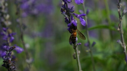 The moment a bee embraces a lavender petal