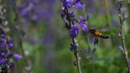 A bee's gathering: Lavender's sweet nectar.
