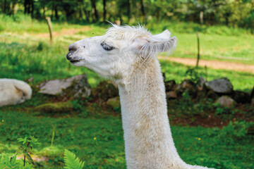 Obraz premium Lama- Parc de lama à la Bresse -Vosges Alsace