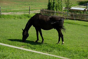 tier pferd