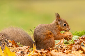 Naklejka na ściany i meble Red Squirrel, Scientific name, Sciurus vulgaris, Cute red squirrel with tufty ears, holding a walnut in Autumn, alert and facing right. Kinloch Rannoch. Scottish Highlands, UK. Horizontal. Copy Space
