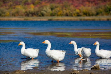 Group of white geese on the meadow in autumn day.