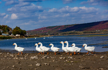 Group of white geese on the meadow in autumn day.