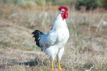 White rooster with red comb in the field, close-up