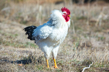 White rooster with red comb in the field, close-up