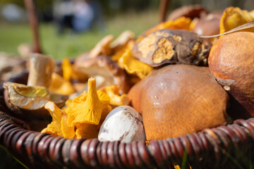 Grzybobranie w Tyliczu jesienią.  Kosze pełne grzybów. © rogozinski