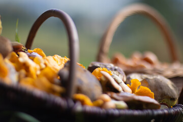 Grzybobranie w Tyliczu jesienią.  Kosze pełne grzybów. © rogozinski