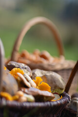 Grzybobranie w Tyliczu jesienią. Kosze pełne grzybów.