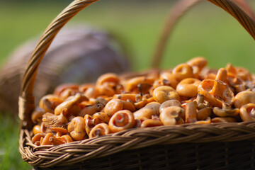 Grzybobranie w Tyliczu jesienią. Kosze pełne grzybów. © rogozinski
