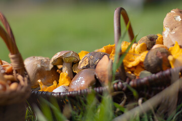 Grzybobranie w Tyliczu jesienią. Kosze pełne grzybów. © rogozinski