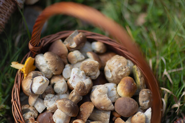 Grzybobranie w Tyliczu jesienią. Kosze pełne grzybów. © rogozinski