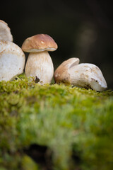 Grzybobranie w Tyliczu jesienią. Grzyby leśne. © rogozinski