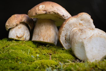 Grzybobranie w Tyliczu jesienią. Grzyby leśne.