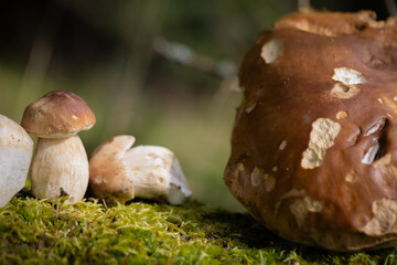 Grzybobranie w Tyliczu jesienią. Grzyby leśne. © rogozinski