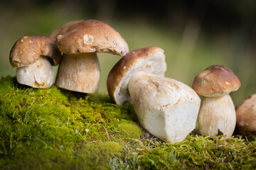 Grzybobranie w Tyliczu jesienią. Grzyby leśne. © rogozinski