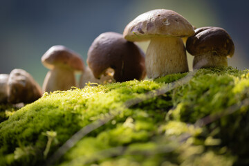 Grzybobranie w Tyliczu jesienią. Grzyby leśne. © rogozinski