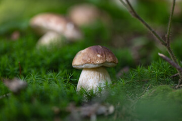 Grzybobranie w Tyliczu jesienią. Grzyby leśne. © rogozinski