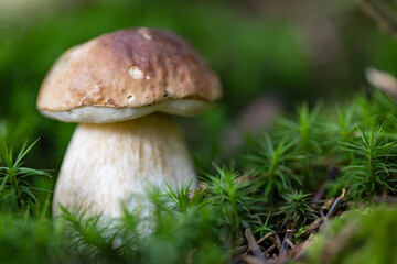 Grzybobranie w Tyliczu jesienią. Grzyby leśne. © rogozinski