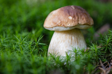 Grzybobranie w Tyliczu jesienią. Grzyby leśne. © rogozinski