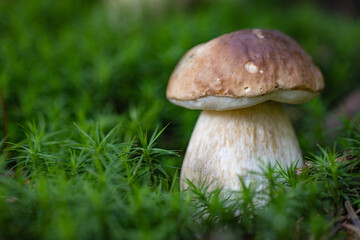 Grzybobranie w Tyliczu jesienią. Grzyby leśne. © rogozinski