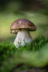 Grzybobranie w Tyliczu jesienią. Grzyby leśne. © rogozinski