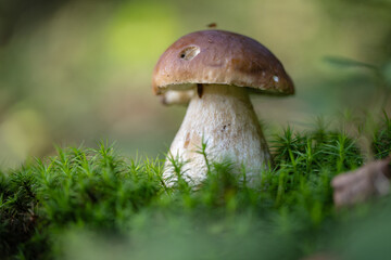 Grzybobranie w Tyliczu jesienią. Grzyby leśne.