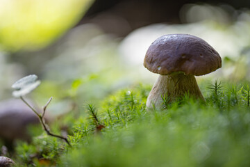 Grzybobranie w Tyliczu jesienią. Grzyby leśne. © rogozinski