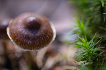 Grzybobranie w Tyliczu jesienią. Grzyby leśne. © rogozinski