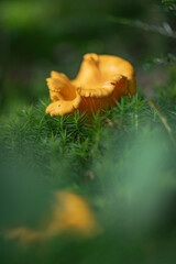 Grzybobranie w Tyliczu jesienią. Grzyby leśne. © rogozinski