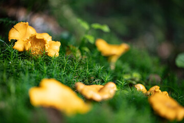 Grzybobranie w Tyliczu jesienią. Grzyby leśne. © rogozinski